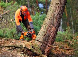 Best Stump Grinding and Removal  in Blawnox, PA