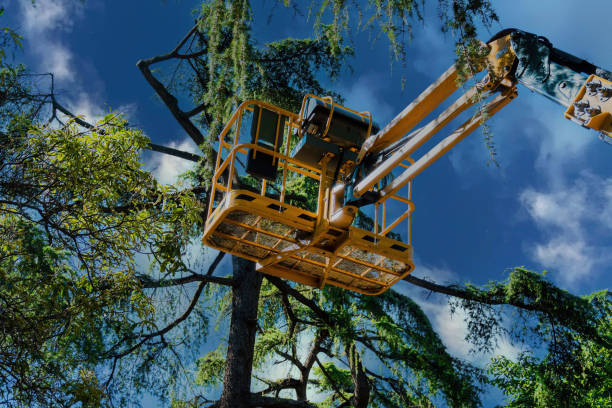 Trusted Blawnox, PA Tree Care Services Experts