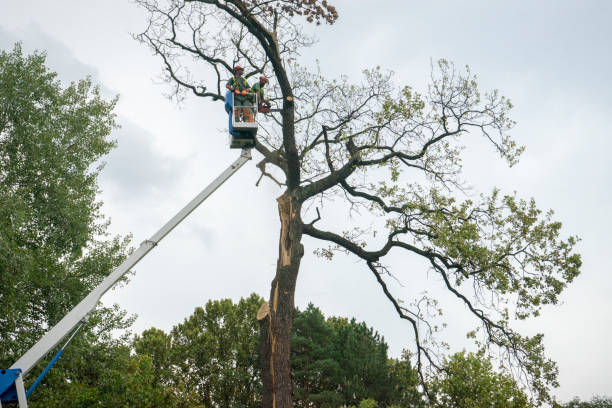 Best Tree Mulching  in Blawnox, PA