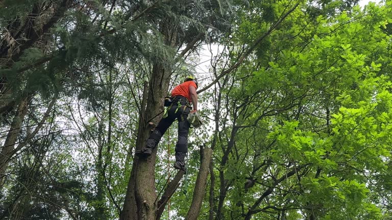 How Our Tree Care Process Works  in  Blawnox, PA