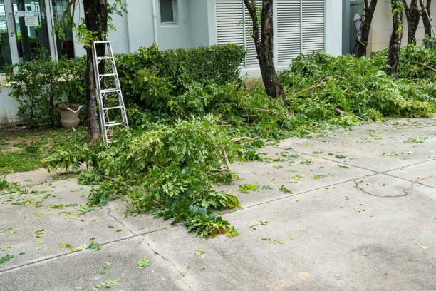 Best Hedge Trimming  in Blawnox, PA