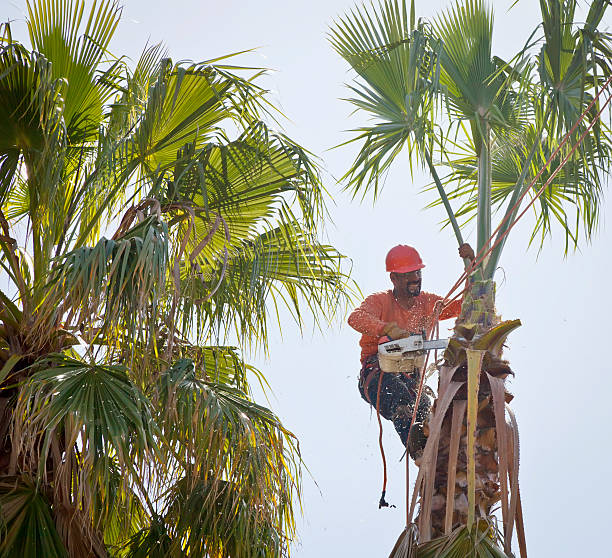 Best Tree Preservation Services  in Blawnox, PA