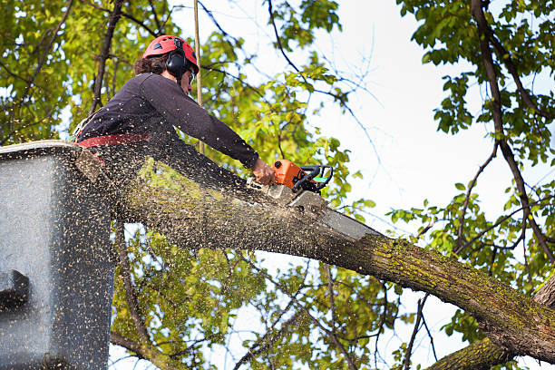 Best Tree Planting  in Blawnox, PA