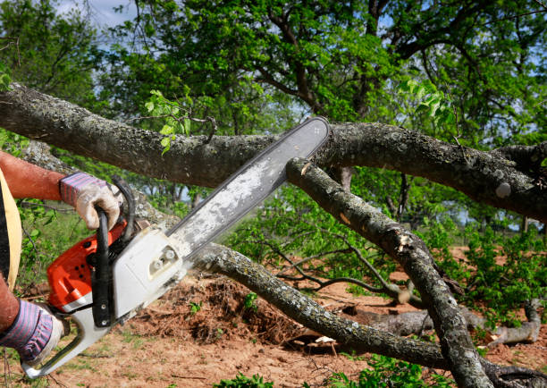 Best Fruit Tree Pruning  in Blawnox, PA